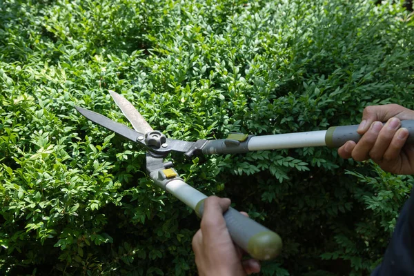Hands with scissors for cutting bushes over a boxwood bush. Trimming bushes in the garden. Variative focus — стоковое фото