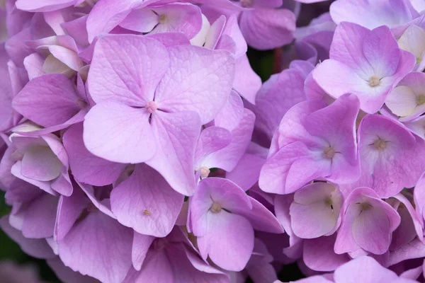 Jolies hortensias roses-lilas à fleurs délicates. Fleurs printanières d'été dans le jardin — Photo