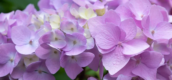 Lovely delicate blooming pink-lilac hydrangeas. Spring summer flowers in the garden. Banner format — Photo