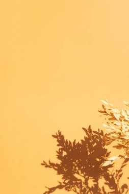 Duvarda turuncu renklerde kuru bitki dallarının gölgeleri. Dikey formatta kopyalama alanı olan doğa dikey arkaplan