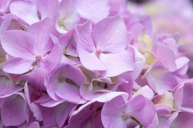Hoş, narin pembe leylak ortancaları. Bahçede bahar çiçekleri