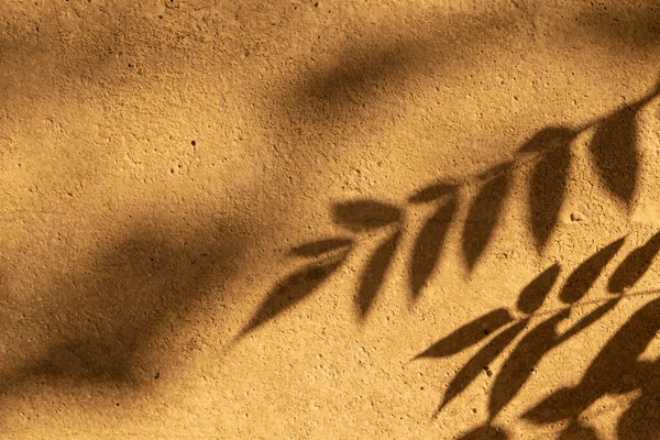Sombras Galhos Plantas Parede Concreto Parede Laranja Matizado — Fotografia de Stock