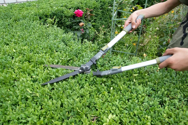 Scissors Cutting Bushes Boxwood Bush Trimming Bushes Garden — стоковое фото