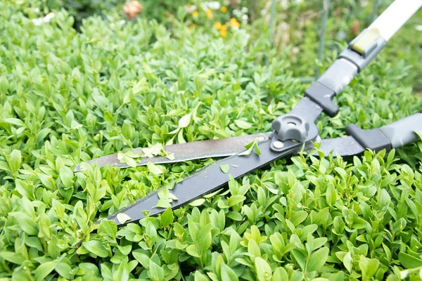 Scissors Cutting Bushes Boxwood Bush Trimming Bushes Garden — стоковое фото
