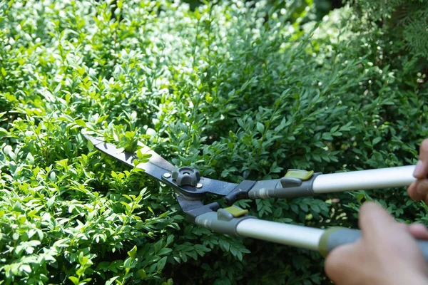 Scissors Cutting Bushes Boxwood Bush Trimming Bushes Garden — Stockfoto