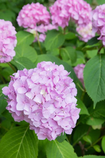 Preciosas Hortensias Delicadas Florecientes Color Rosa Lila Flores Primavera Verano — Foto de Stock