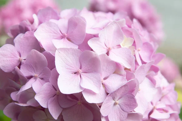 Hoş Narin Pembe Leylak Ortancaları Bahçede Bahar Çiçekleri — Stok fotoğraf