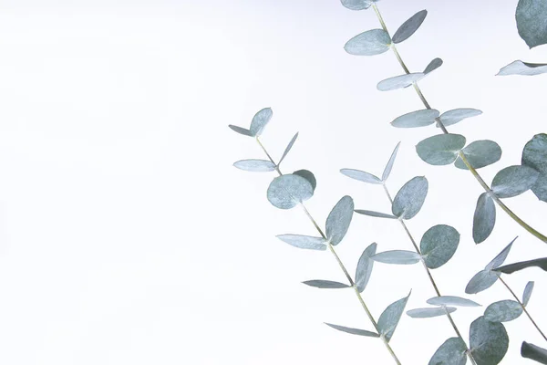 Beyaz arka planda okaliptüs yaprakları. Soyut doğal arkaplan ya da poster için dallardaki mavi yeşil yapraklar