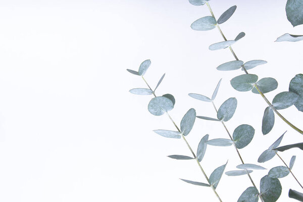 Eucalyptus leaves on white background. Blue green leaves on branches for abstract natural backdrop or poster