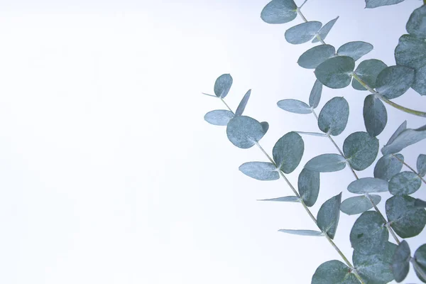 Eucalyptus Leaves White Background Blue Green Leaves Branches Abstract Natural — Stock Photo, Image