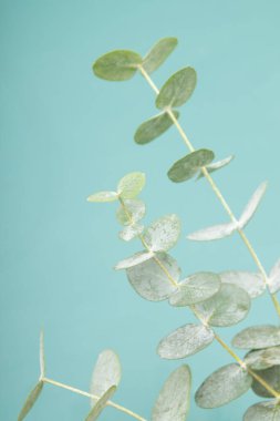 Eucaliptus yeşil arka planda bırakır. Uzayı kopyala Yeşil doğal yaprak dalları