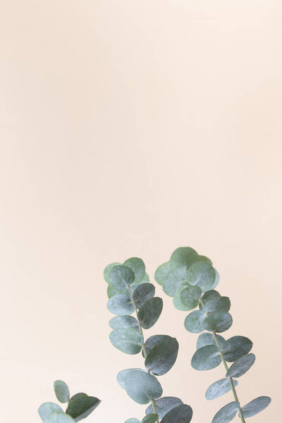 Eucalyptus leaves on a colored background. Blue green leaves on branches for abstract natural backdrop or poster