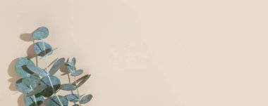 Eucaliptus leaves on a beige banner background  with copy space. Blue-Green leaves on branch for abstract floral backdrop