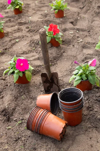 Bahçede ve çiçek tarlasında çalışıyor. Petunya çiçekleri ekiyor..
