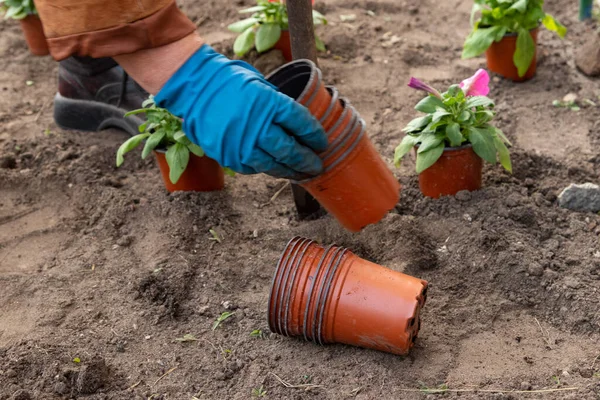 Obras Jardim Canteiro Flores Plantação Flores Petúnias Vasos Temporários Chão — Fotografia de Stock