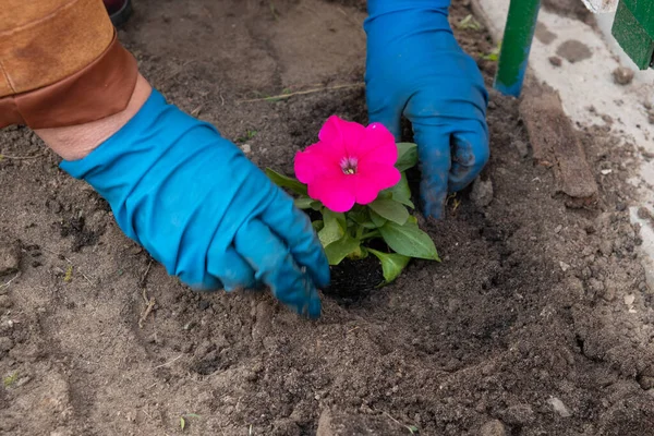 Obras Jardín Macizo Flores Plantación Flores Petunia Macetas Temporales Suelo —  Fotos de Stock