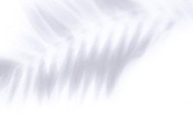 Beyaz arka planda tropik palmiye yapraklarının gölgeleri. Soyut konsept arkaplan.