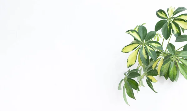 Tropické Rostliny Schefflera Bílém Pozadí — Stock fotografie