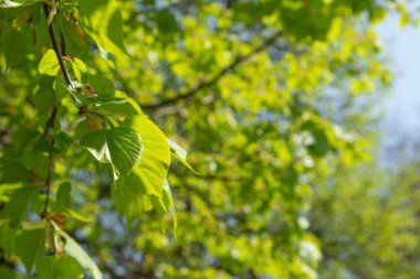 Yeşil ıhlamur yaprakları. Değişken odak.