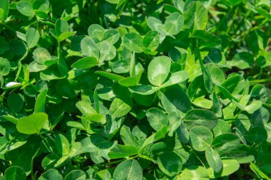 Güneşli bir bahar gününde yeşil yonca yaprakları.