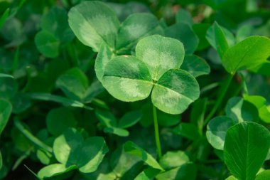 Güneşli bir bahar gününde yeşil yonca yaprakları.