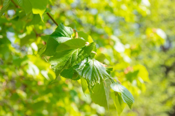 Hojas Verdes Jóvenes Tilo Enfoque Variable —  Fotos de Stock