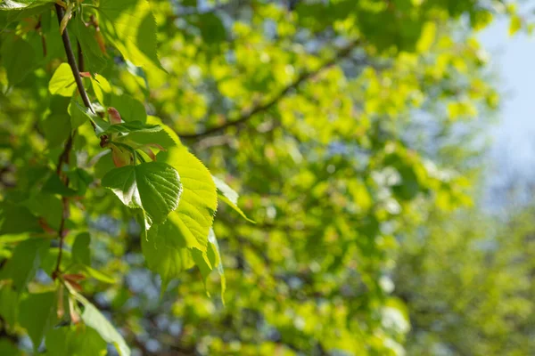 Yeşil ıhlamur yaprakları. Değişken odak.