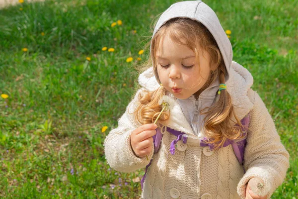 Трехлетняя Девочка Собирает Одуванчики Солнечный Весенний День — стоковое фото