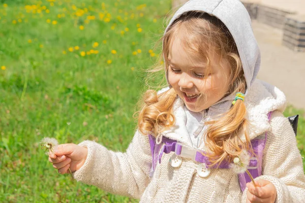 Year Old Girl Collects Dandelions Sunny Spring Day — стоковое фото