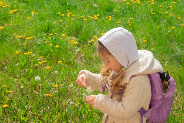 Річна Дівчинка Збирає Кульбаби Сонячний Весняний День — стокове фото