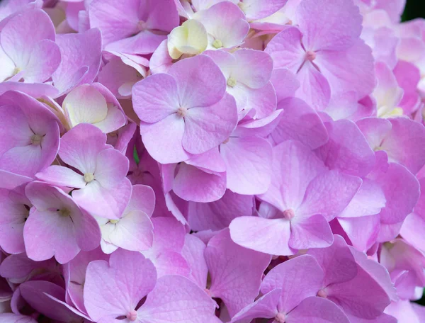 Hoş Narin Pembe Leylak Ortancaları Bahçede Bahar Çiçekleri — Stok fotoğraf
