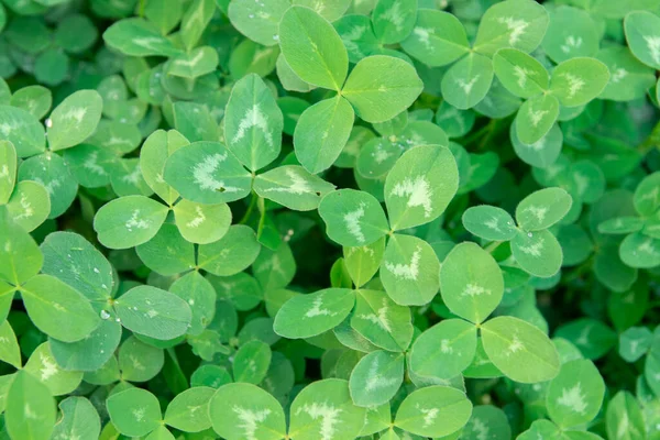 Lucky Irish Four Leaf Clover Field Nature Green Background — Stock Photo, Image