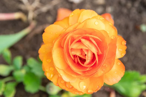 Laranja Flor Ranúnculo Com Gotas Chuva Close Vista Superior — Fotografia de Stock