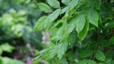 Yeşil yapraklara damlayan yağmur damlaları. Doğanın arka planında yağmurlu bir hava