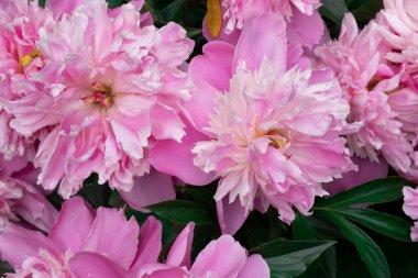 Çalıların üzerinde zarif pembe şakayık çiçekleri. Yazın doğanın güzelliği.