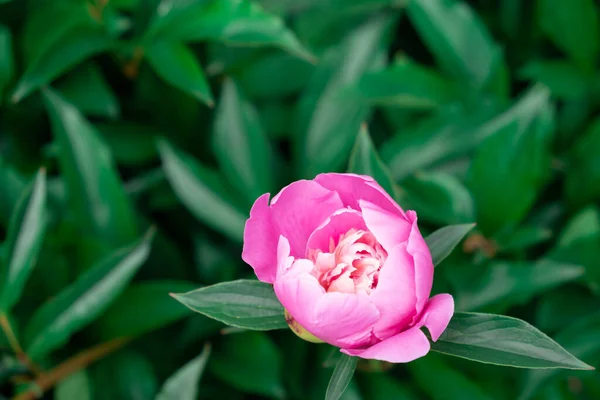 茂みにピンクの牡丹の花芽 夏の自然の美しさ — ストック写真