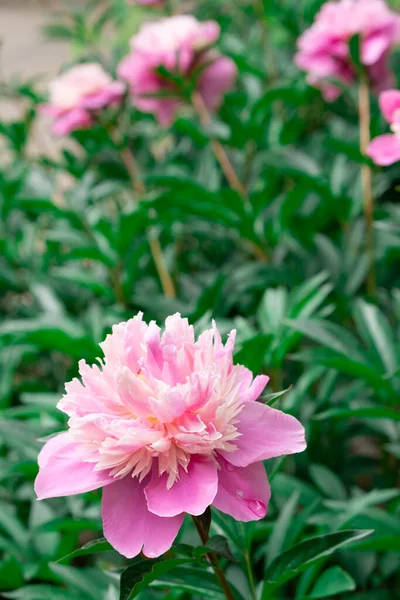 Ніжні Рожеві Квіти Півонії Кущі Краса Природи Влітку — стокове фото