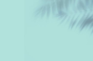 Pastel nane yeşili arka planda tropikal palmiye yapraklarının gölgeleri. Kopya alanı ile soyut yaz arkaplanı.