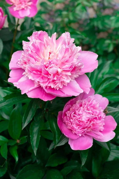 Délicates Fleurs Pivoine Rose Sur Buisson Beauté Nature Été — Photo