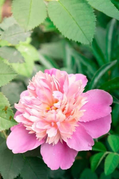 Рожева Квітка Півонії Кущі Краса Природи Влітку — стокове фото