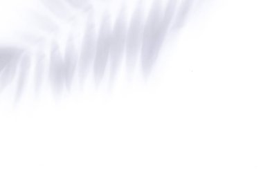 Beyaz arka planda tropik palmiye yapraklarının gölgeleri. Üst üste koymak için soyut konsept arkaplanı.