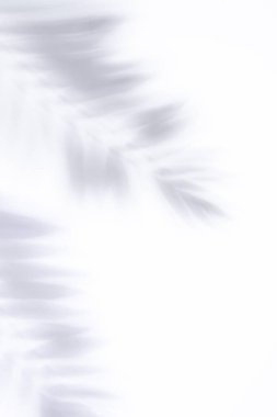 Beyaz arka planda tropikal palmiye yapraklarının gölgeleri. Üst üste koymak için soyut konsept arkaplanı.