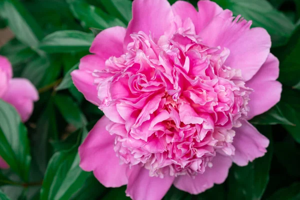 ブッシュの上に繊細なピンクの牡丹の花 夏の自然の美しさ — ストック写真