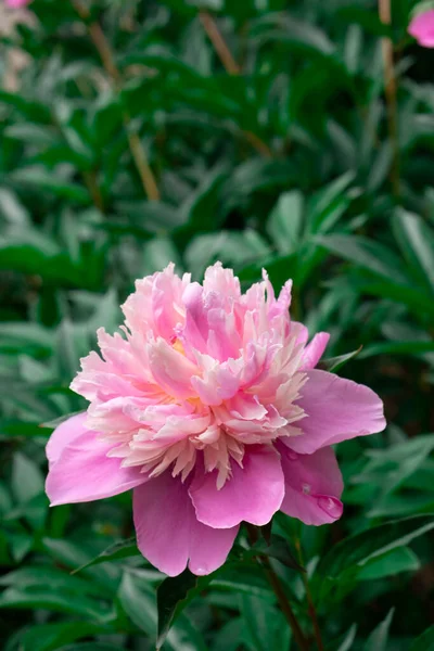 茂みの上にピンクの牡丹の花 夏の自然の美しさ — ストック写真