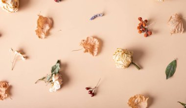 Sonbahar kompozisyonu. Pastel bej arka planda kurumuş yapraklar ve çiçeklerden oluşan desen. Sonbahar, sonbahar konsepti. Düz yatış, üst görünüm.