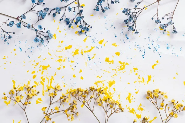 Blue Yellow Flowers Gypsophila Blue Yellow Blots Paint White Background — Stock Photo, Image