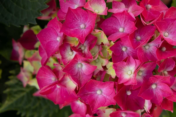 Fleurs Hortensia Rouge Nature Colorée Fleurissant Dans Jardin Gros Plan — Photo