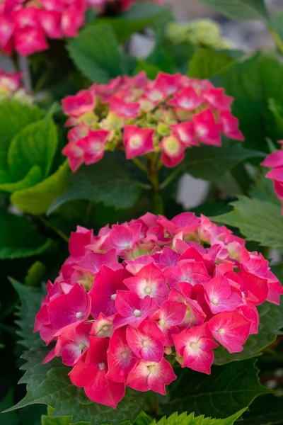 Fleurs Hortensia Rouge Nature Colorée Fleurissant Dans Jardin Gros Plan — Photo