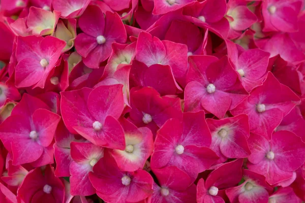 Renkli Doğa Kırmızı Ortanca Çiçekleri Bahçede Çiçek Açıyor Yakın Plan — Stok fotoğraf
