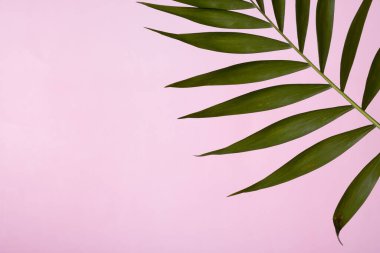 Pembe renkli arka planda tropik yeşil palmiye yaprağı. Boşluğu kopyala.